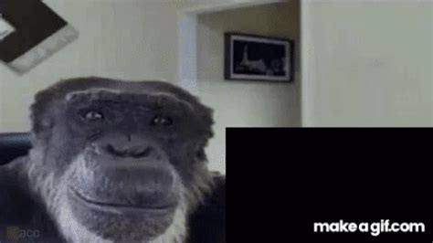 crazy monkey gif|Crazy monkey : r/gifs .